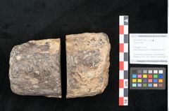 Foto (Objekt + Etikett) von Plantae indet.  (NHMW-GEO-2024-0188-11587)